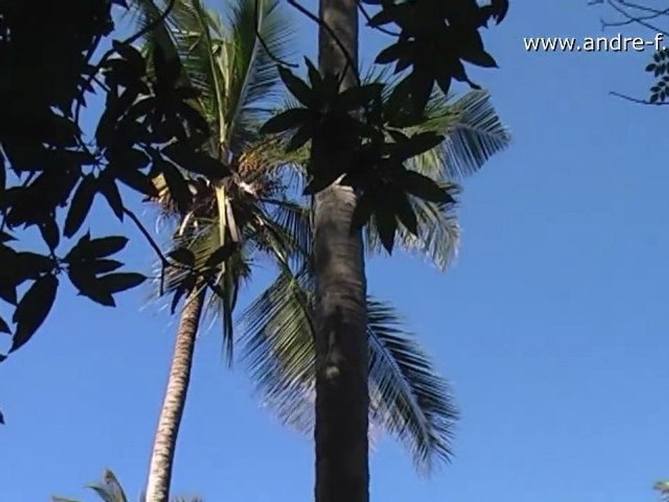 Sansibar / zanzibar -  gewürzplantage