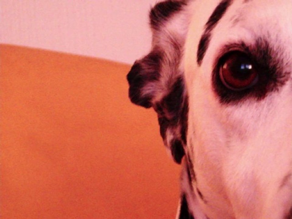 RAVAT PASCAL / BOEUF AVEC  A.COPLAND