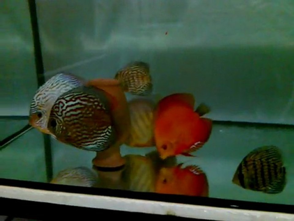 Karaburuk Discus Eşlerim