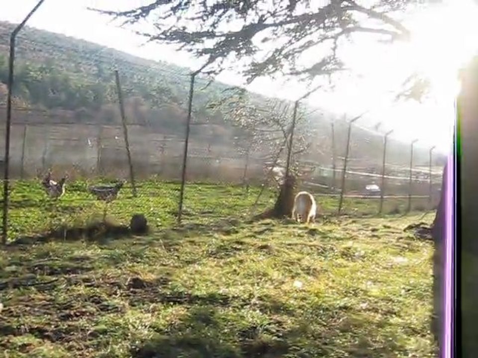 Caroline et Effy découvrent les paons