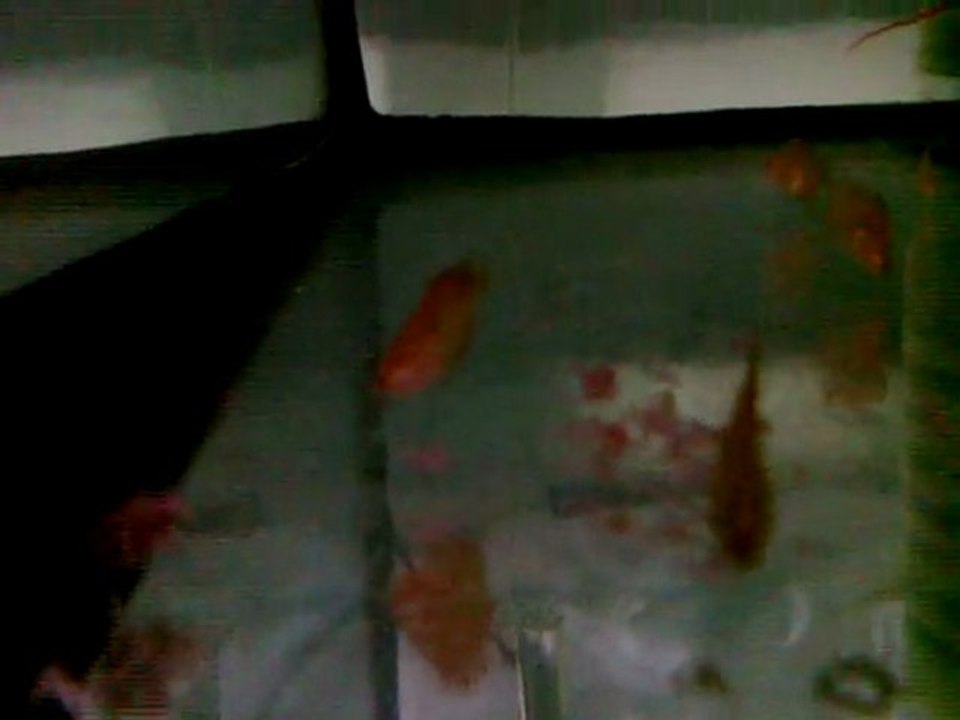 Karaburuk Discus 15.gün