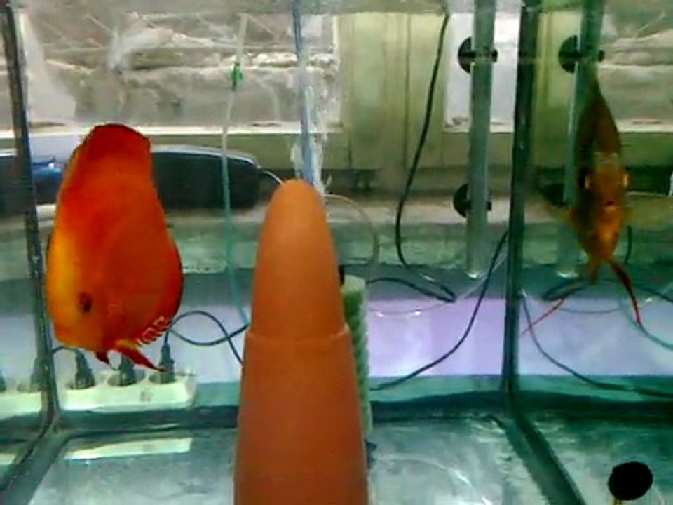 Karaburuk Discus Eş