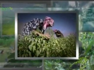 International Year of Biodiversity 2010