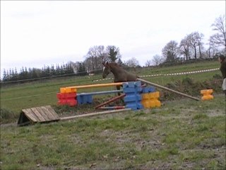 Cum laude mâle KWPN par Emilion 1m49 à confier