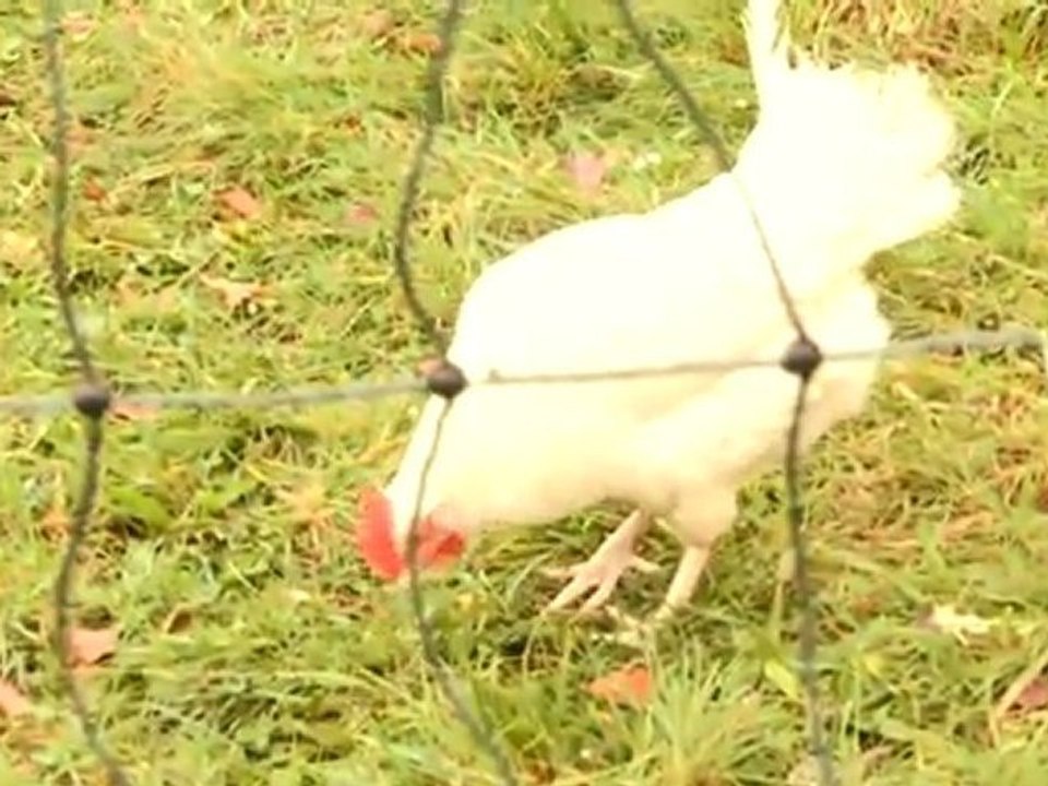 How Much To Feed Chickens
