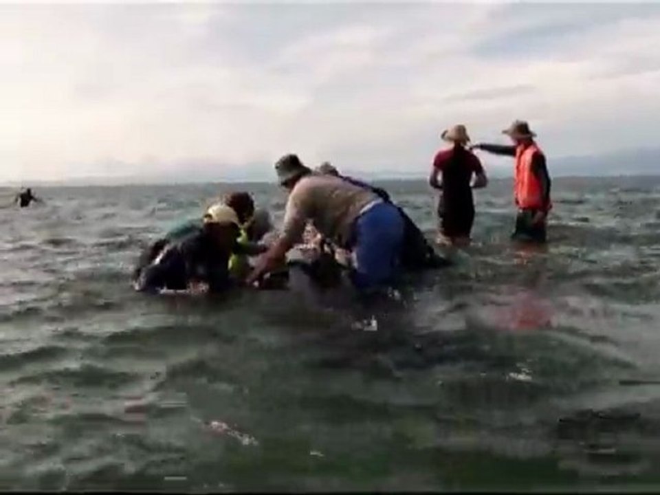 Voluntarios rescatan a 18 ballenas piloto que vararon en Nueva Zelanda