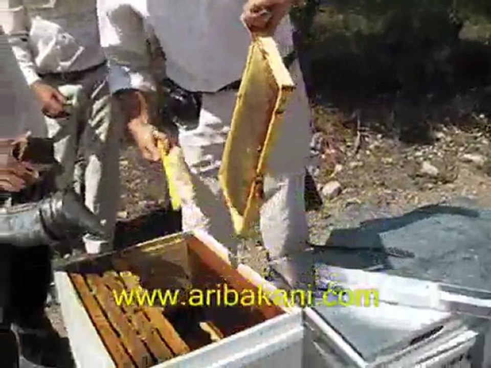 Bal hasadı 2011 yılı eylül ayı, arıcılık videosu
