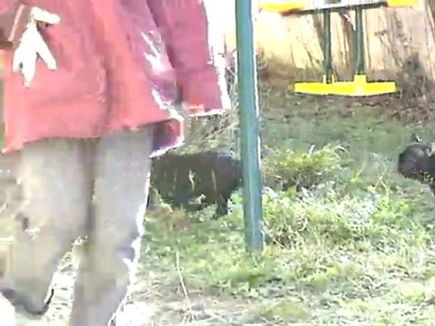 chiots dehors 2012_01_08_17_43_24