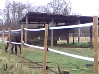 Mon âne qui saute !