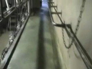 La traite d'une vache..étrange!!