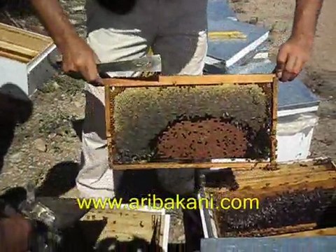 Arıcılık ve koloni yavru düzeni, arıcılık eğitim videosu