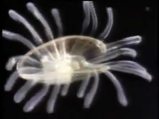 Okyanus Gezginleri Bölüm-1 (1/4)