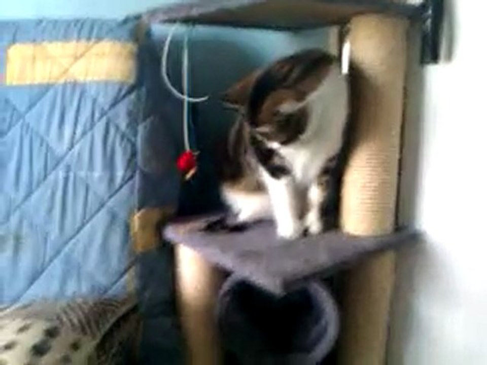 MoN Ptit chat
