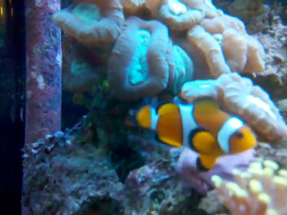 poissons clown dans caulastrea