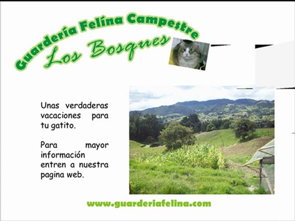 (Guarderia) (Felina) para cuidar a tu gato(Bogota)