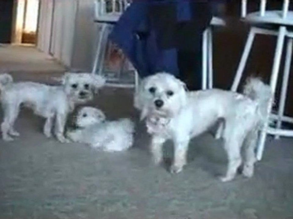 CUTE PUPPIES - 8 Weeks Old- Puppies vs Cat