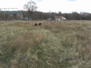 Fiesta et Falken à la pature