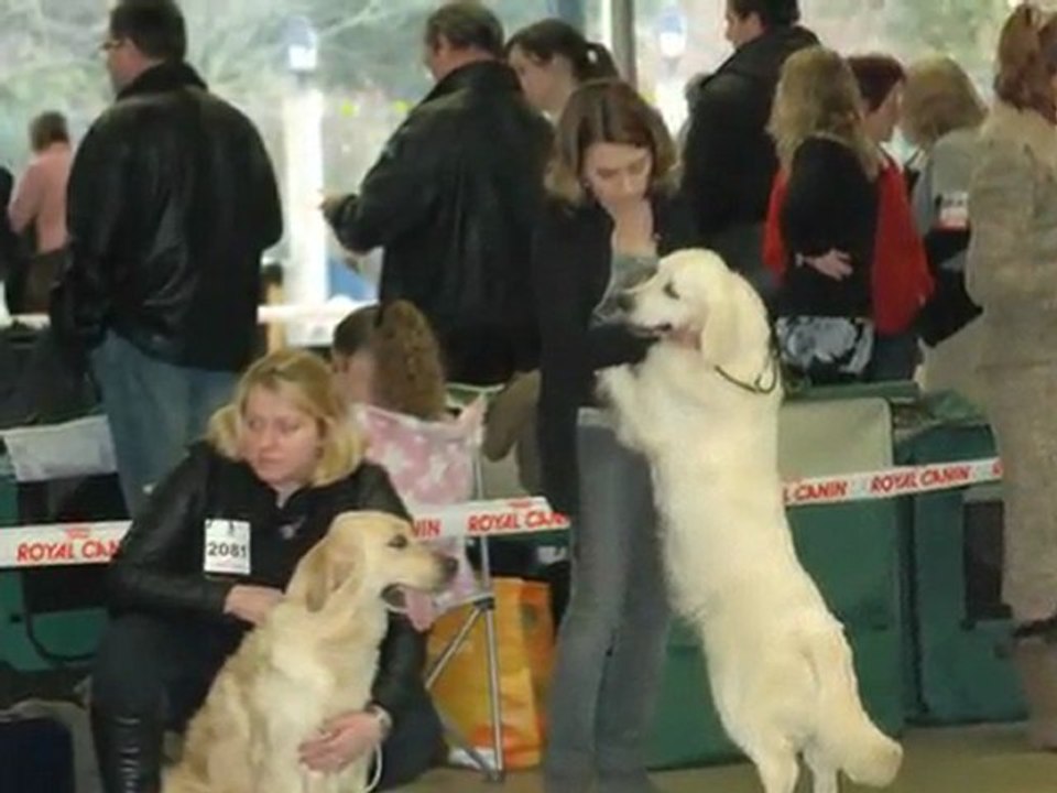 Paris Dog Show Parc Floral 7 janvier 2012 Jeune Femelle