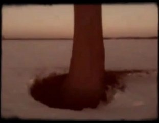 Au pays des sapins géants