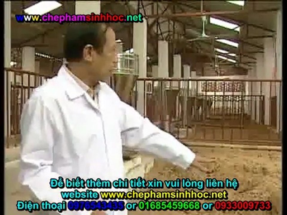 Đệm lót sinh học - đệm lót sinh thái - đệm lót lên men với chế phẩm sinh học balasa trong chăn nuôi lợn, heo