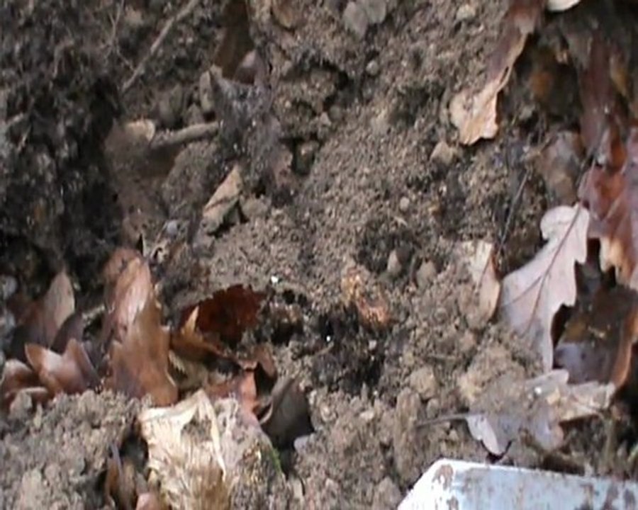 Sortie en forêt du 08-01-2012