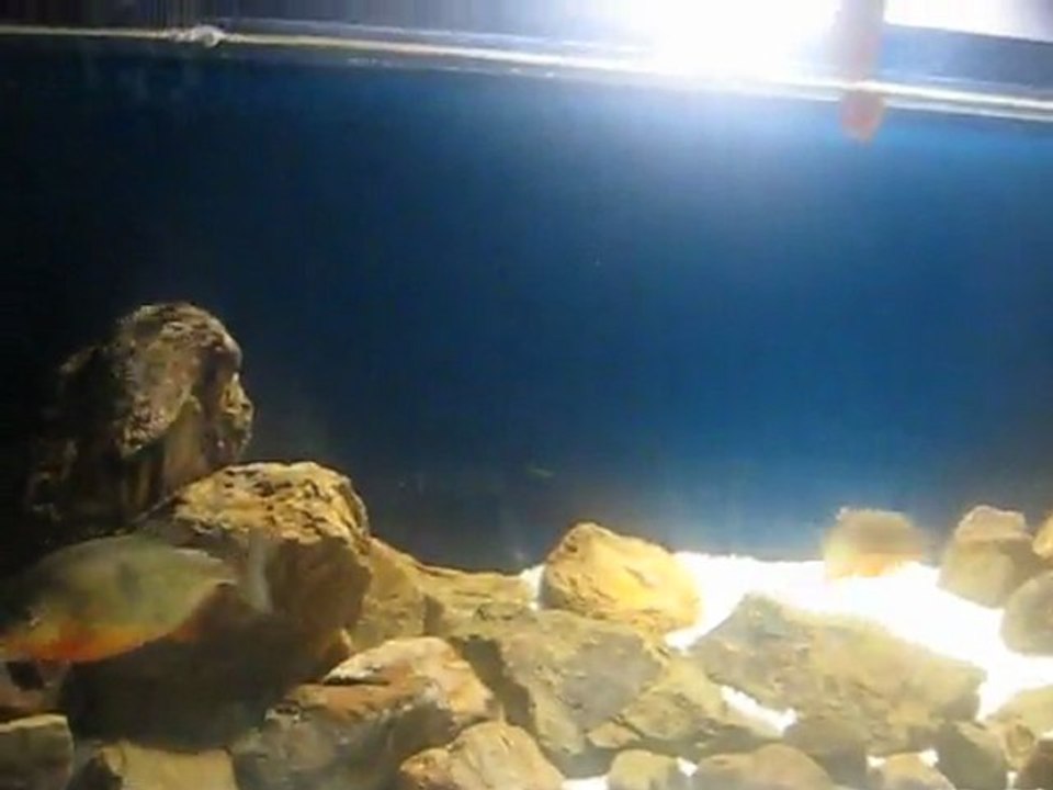 piranha