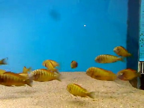 Keremseçkin ilangi yellows