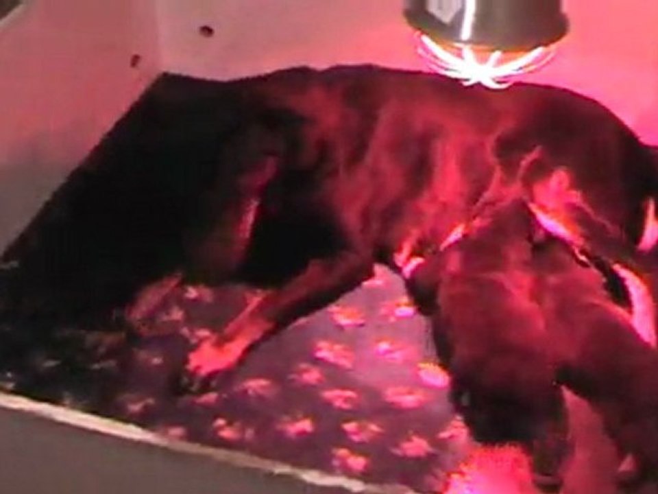 les chiots d'aska et Ektor 3