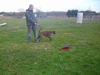 Gun's des Radicals Dogs 2