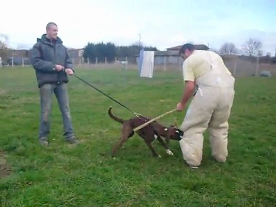 Gun's des Radicals Dogs 4