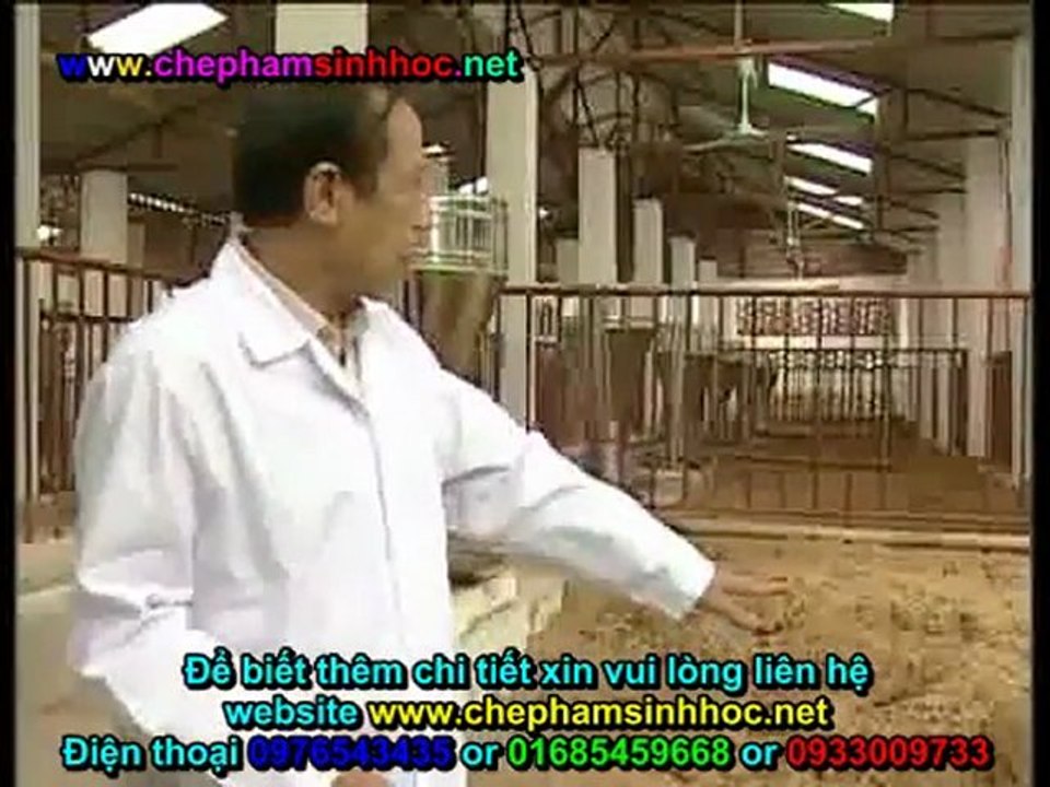 Đệm lót sinh học - đệm lót sinh thái - đệm lót lên men với chế phẩm sinh học balasa trong chăn nuôi lợn, heo 2