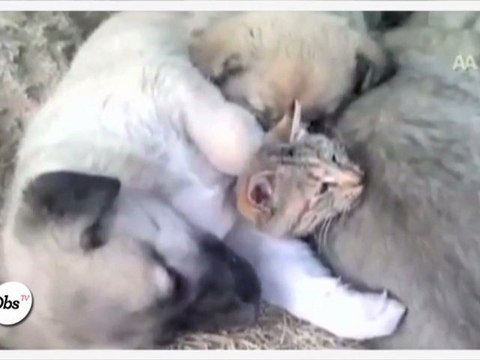 Comme chiens et chats