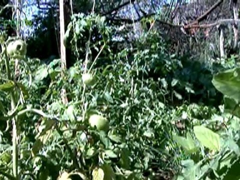 People, Plants and Pollinators - Kenya