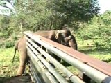 Asian elephants and people - Sri Lanka