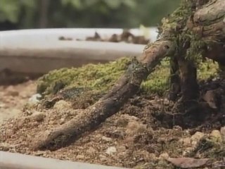 Begin Japanology S2E04 Bonsai