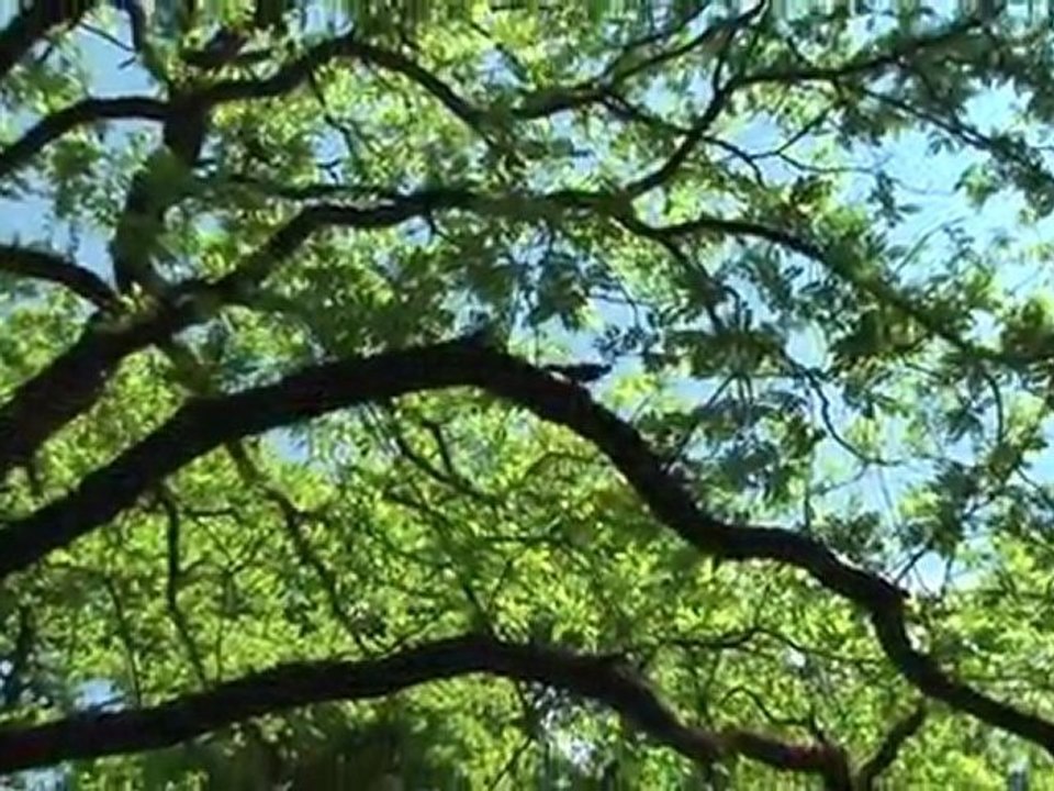 Terrafinanz - Kurzfilm "Odinshain"