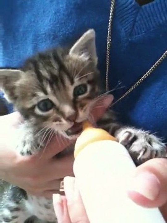 chat