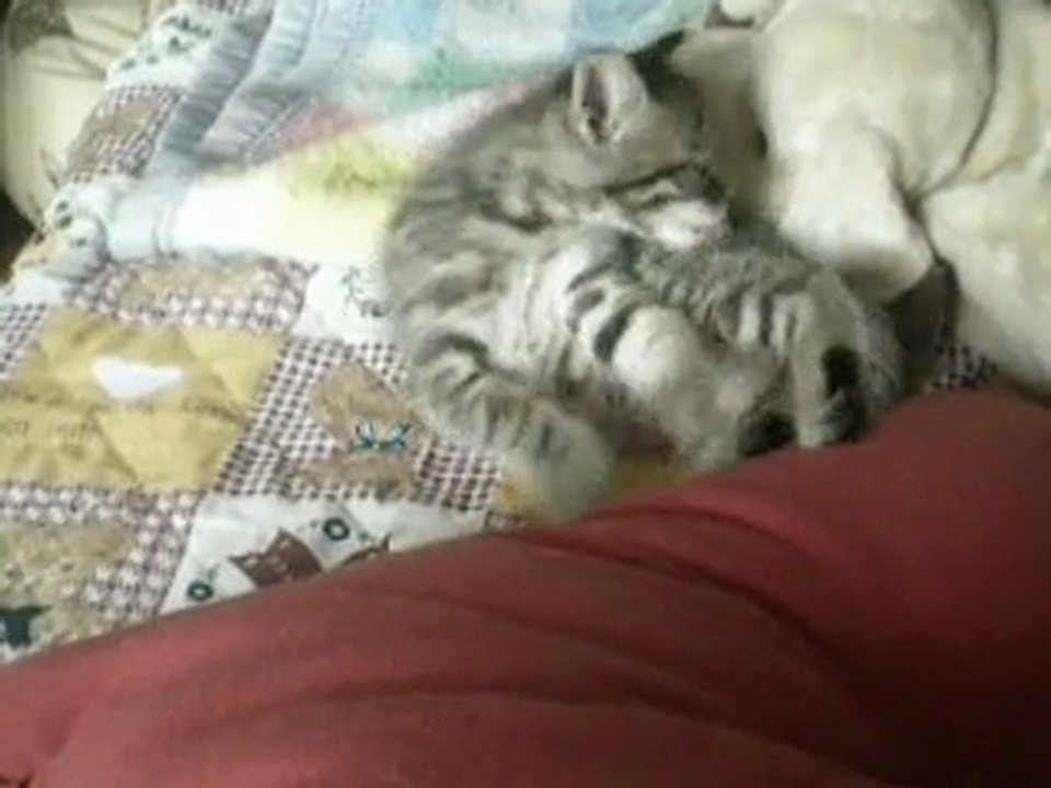 petit calin
