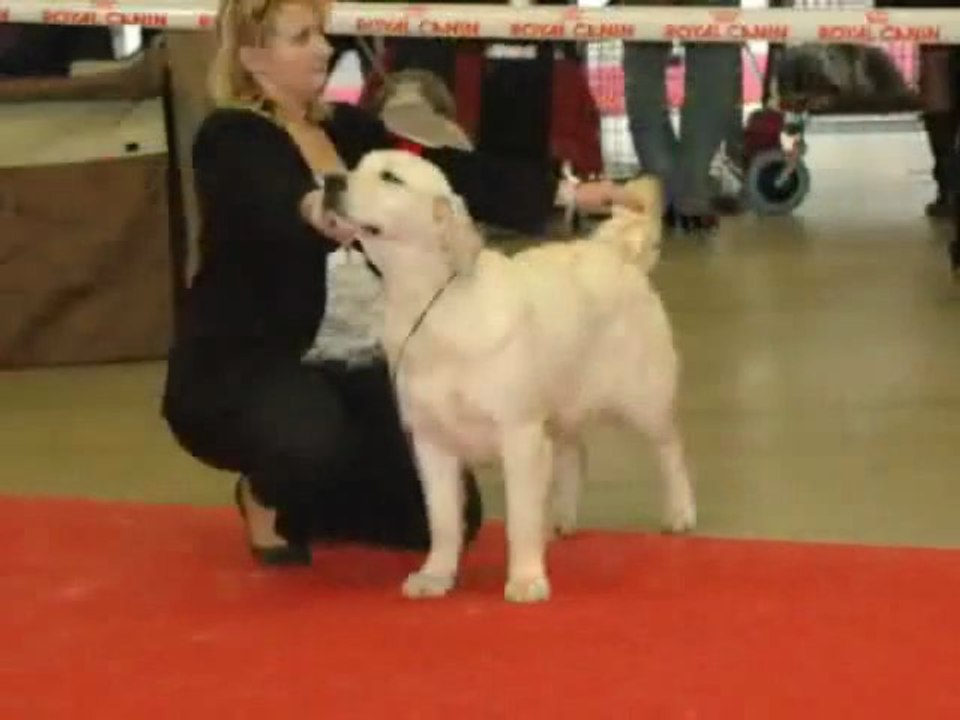 Paris Dog Show  2012 Guiness (Gawhara) puppy femelle
