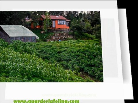 Mejores precios en (Guarderia) (Felina) (Bogota)