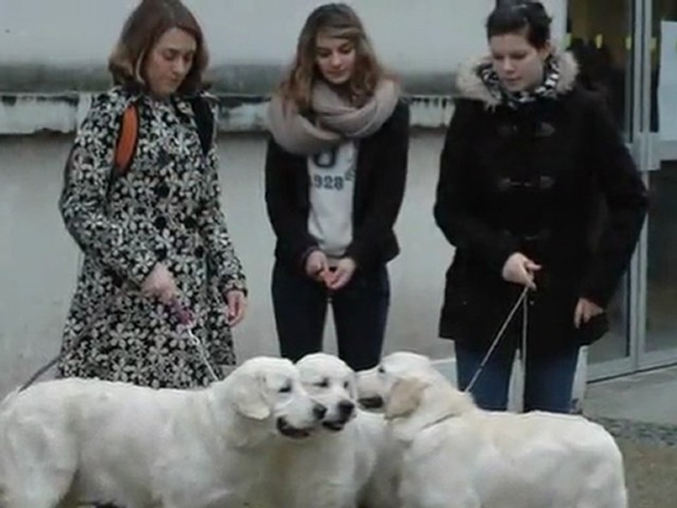 Paris Dog Show 2012 Guiness Guidelle Gaia