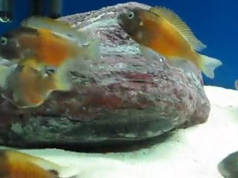 Tropheus Bemba Gold O.B