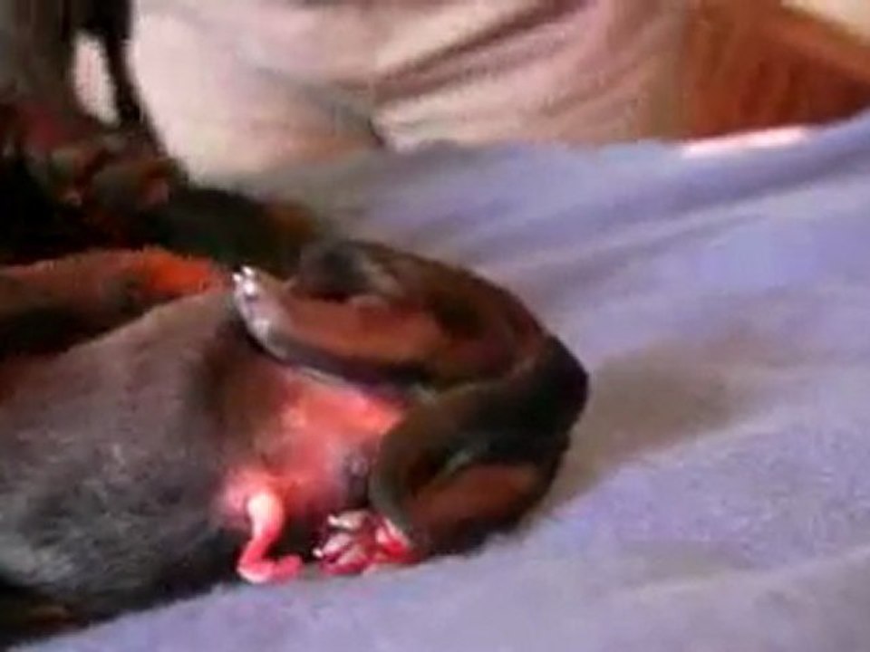 Dachshund 1st Puppy Birth in HD