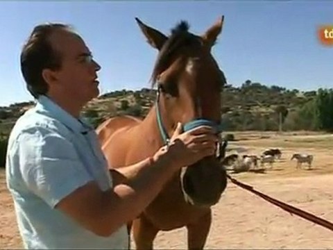 Las Marcas de los Caballos (por Juan Manuel Loro)