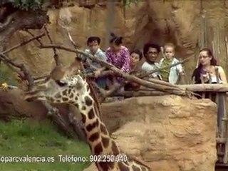 4º Aniversario de Bioparc Valencia