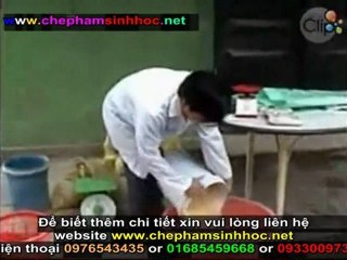 Hướng dẫn sử dụng men vi sinh NN1 để ủ thức ăn tinh cho gia súc, gia cầm 2