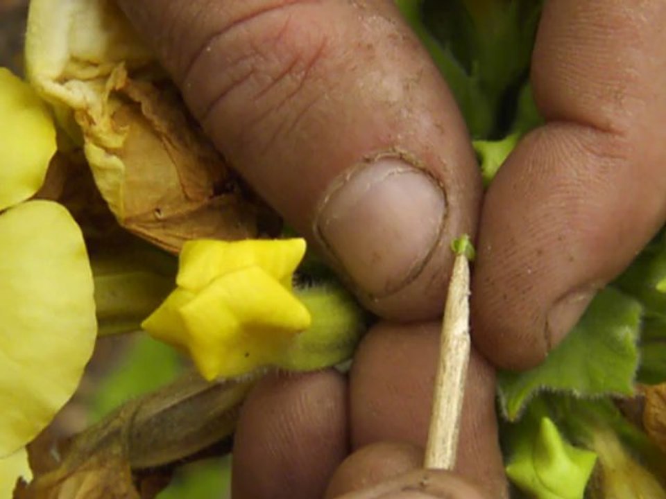 Pollinisation manuelle des Uncarina