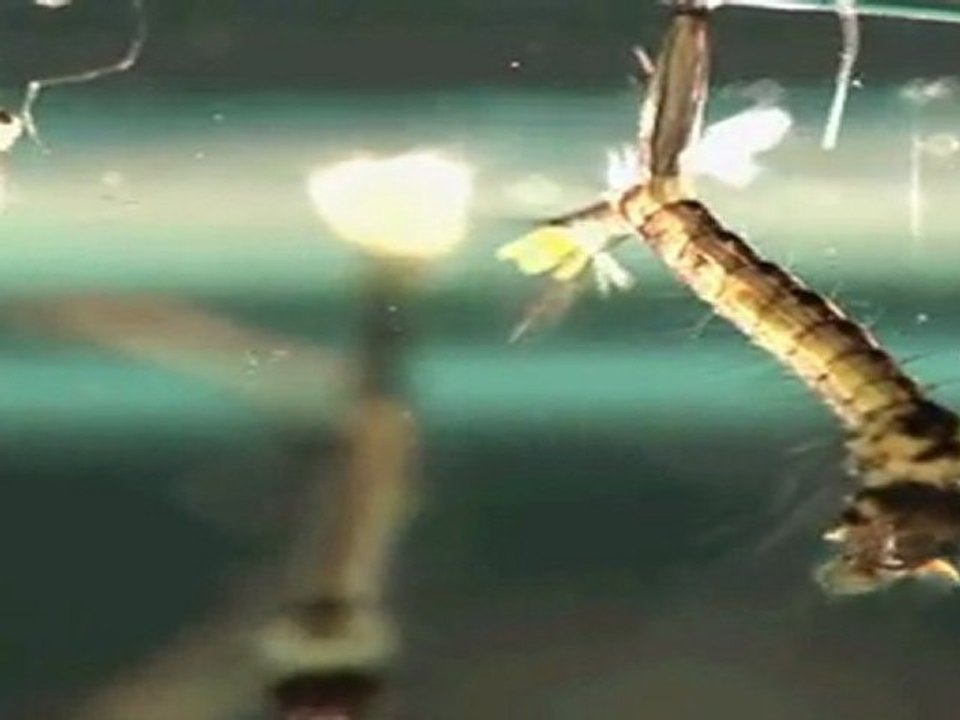 Mosquito larvae raw video