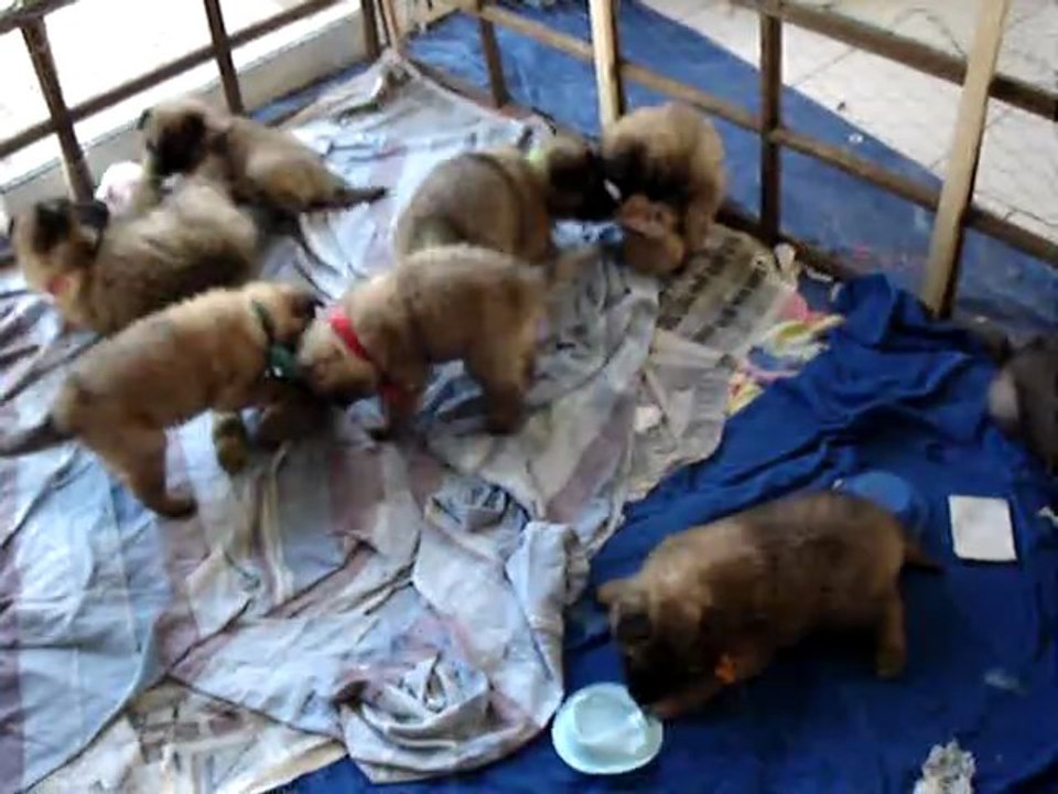 2012 chiots de Dyxie et Cyrano ils ont 1 mois