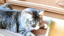 Кот матрос точит когти